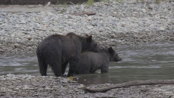 Grizzly Bears Hunting for Salmon and Nuzzling alt