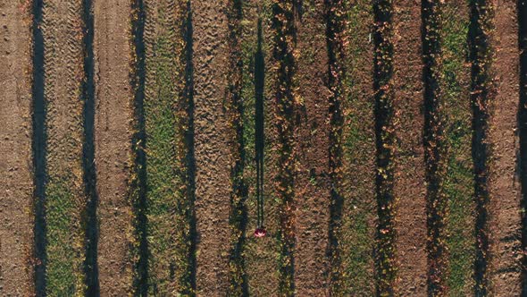 Man Wearing Red Tshirt Walks Along a Field Road alt