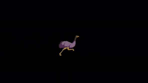 The ostrich runs back and forth alpha matte 4K