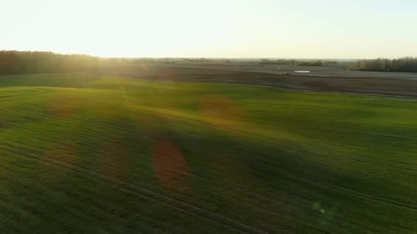 Green Agriculture Field During Golden Hour