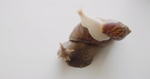 Lissachatina Fulica  One Snail Rides on the Shell of the Other alt