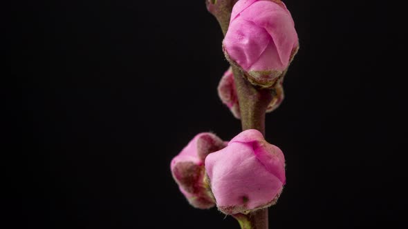 Peach Blossom Dolly alt