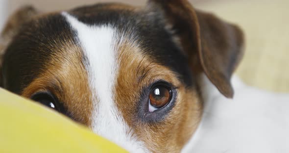 Sad store jack russell