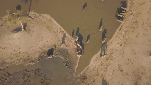 Drone view of elephants drinking water in Botswana