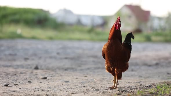 brown domestic rooster chicken is walking on eco home farm. One hen bird in nature on backyard 