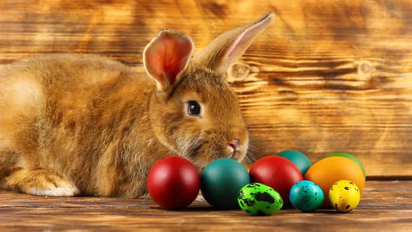 a Small Fluffy Brown Easter Bunny with Painted Colorful Easter Eggs Sits on a Brown Background alt