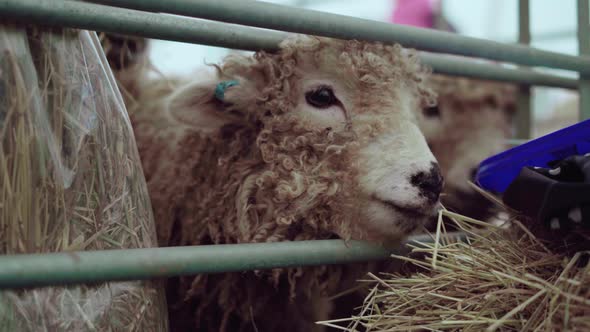 Greyface Dartmoor Sheep Trying To Get Out Of The Cage During An Agricultural Show In England, UK - C alt
