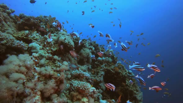 Scene Marine Life alt