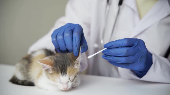 A Veterinarian Does an Ear Mite Treatment for a Sleepy Kitten