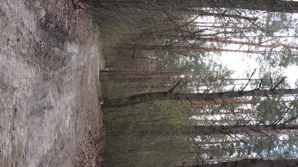 Vertical Video of a Road in the Forest Slow Motion alt