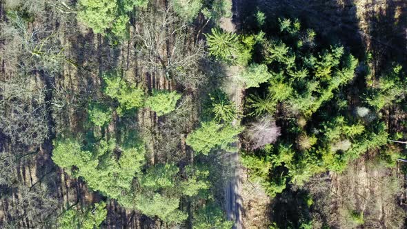 Aerial view of wonderful forest with multicolored trees in Poland alt