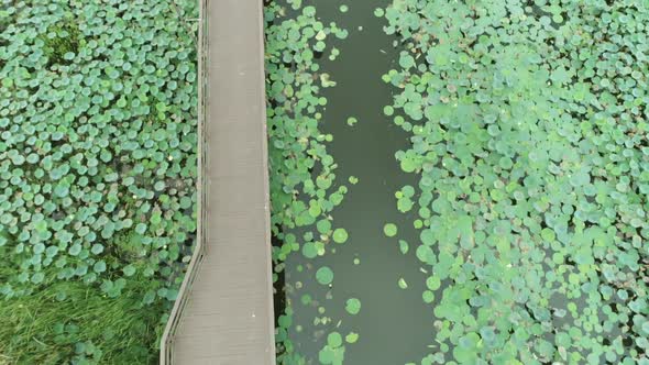 Overfly of mangrove swamp. Bog with Water lily. Lily pads on marsh.Zenith morass alt