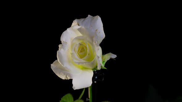 Beautiful Opening White Rose Isolated on Black Background alt