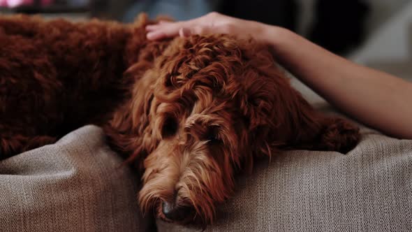 Close Up Portrait of a Brown Labradoodle Lying on the Couch and Stroked By a Child's Hand alt