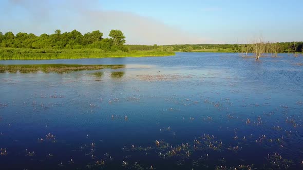 Dead Trees Flooded in Water. Aerial shot of the dead tree by the lake with the beautiful blue sky alt