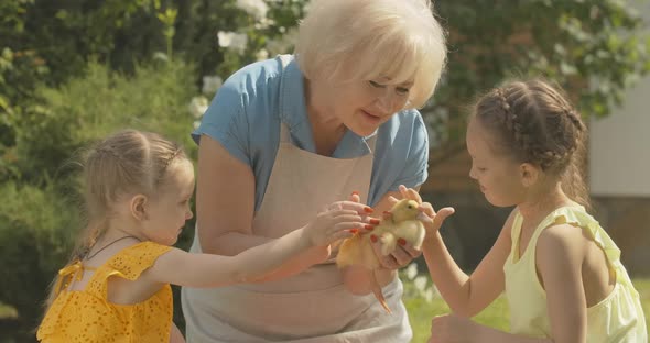 Beautiful Senior Grandmother Holding Baby Duck As Little Sisters Caressing Duckling. Portrait of alt