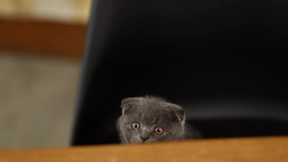 Cute playful scottish gray kitten looking on wooden table
