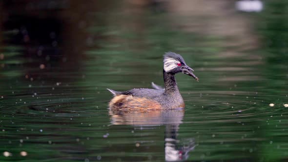 Close view of a cute White-tufted Grebe fishing on a pond. alt
