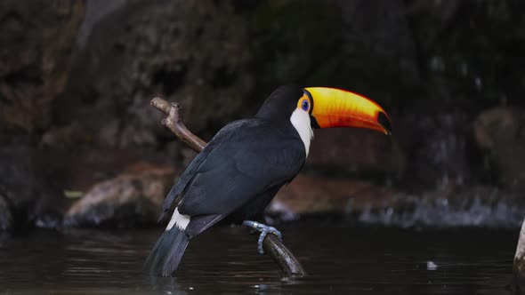Impressive Toco Toucan on branch above water grooming itself, scratches bill alt