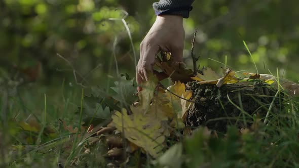 A Hand Taking an Autumn Leaves