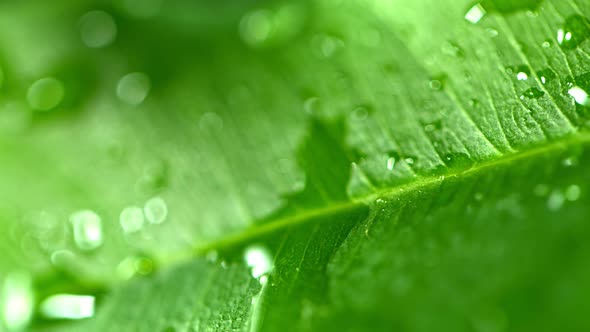 Super Slow Motion Macro Shot of Water Droplet Falling on Fresh Grean Leaf at 1000Fps alt