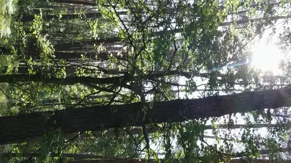 Vertical Video Aerial View Inside a Green Forest with Trees in Summer alt