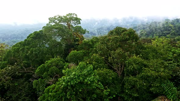 Close up of a tropical forest canopy showing the biodiversity
