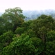 Close up of a tropical forest canopy showing the biodiversity - VideoHive Item for Sale