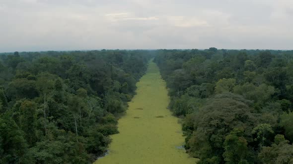 Reveal shot Amazonia Forest, the Amazon River totally green in Peru 4K