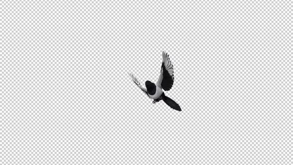 Eurasian Magpie Bird - Flying Over Screen - I - Alpha Channel