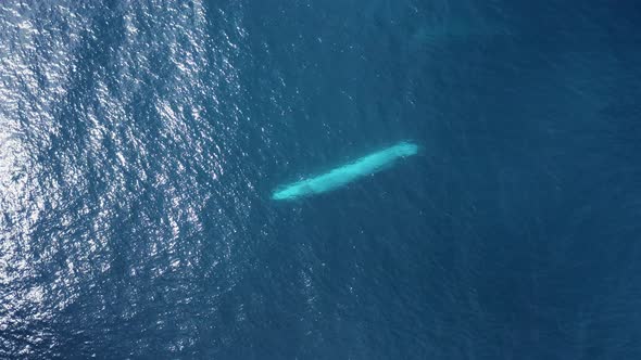Aerial view of a sperm whale sin the ocean, Azores, Portugal. alt