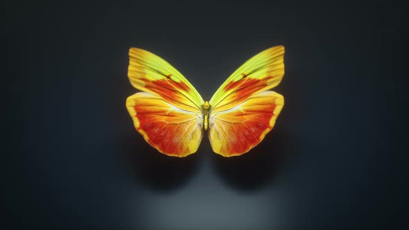Beautiful Yellow Colored Butterfly alt