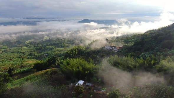 Mountains of Coffee and Banana in the mornings alt