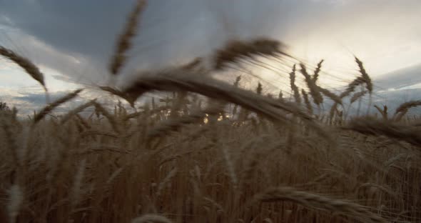 Sunset Over the Wheat Field