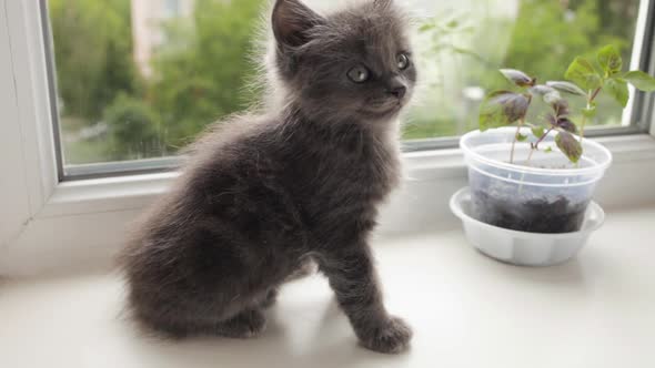 A Small Gray Ash Kitten Sits on a White Window Sill Next to a Flower