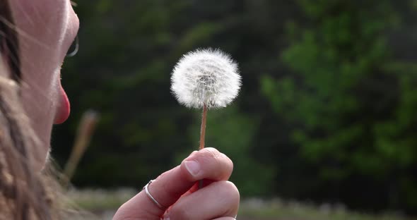 Closeup of Woman Blowing Dandelion Seeds alt