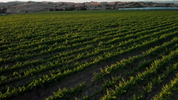 Green Vineyards on farm with mountains in the background