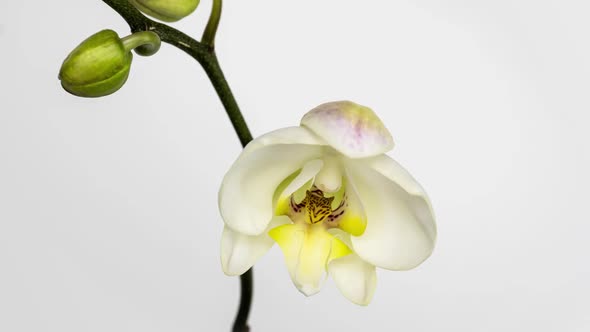 Time-lapse of Opening Orchid Flowers on White Background. Wedding Backdrop, Valentine's Day.  Video alt