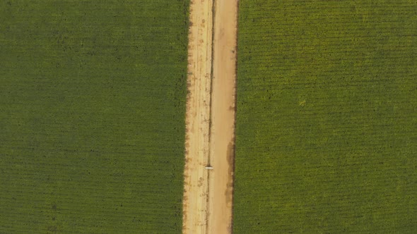 Aerial top view of a dirt road between fields of grape vines on a vineyard in Brazil alt
