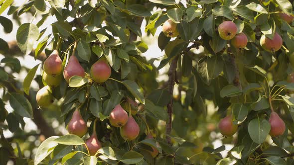 Red-green pears on a branch among green leaves.
