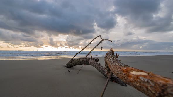 Branch Dragged To The Beach