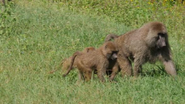 Baboons on the road in Serengeti national park - Tanzania alt