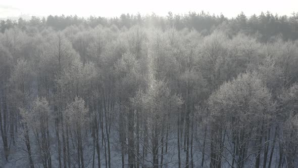 Ungraded Dlog Beautiful Snowy Forest In Winter Frosty Day alt