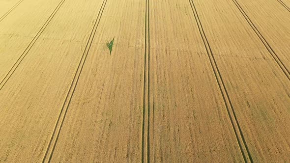 Aerial Video Flying Over Yellow Grain Wheat Field