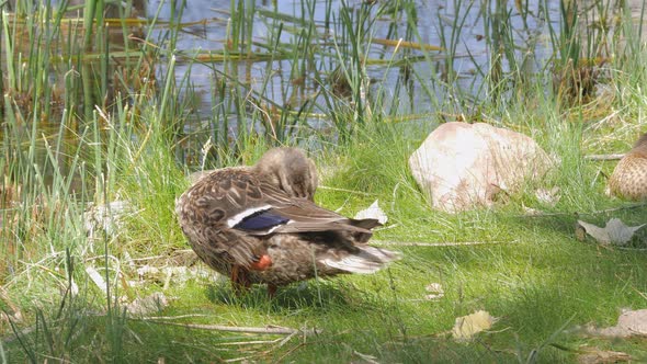Mallard Preening Itself on Shore of Lake in Arizona alt