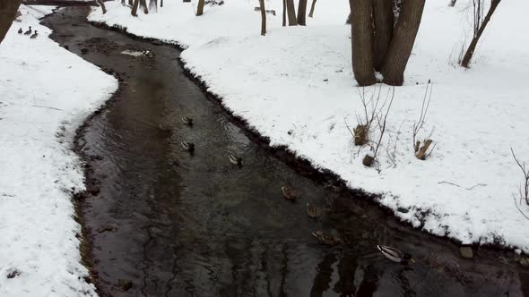 Flock of ducks swimming in snowy winter pond