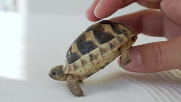 Close up slow motion shot of caucasian woman's hand, putting a baby leopard tortoise on a white fabr alt