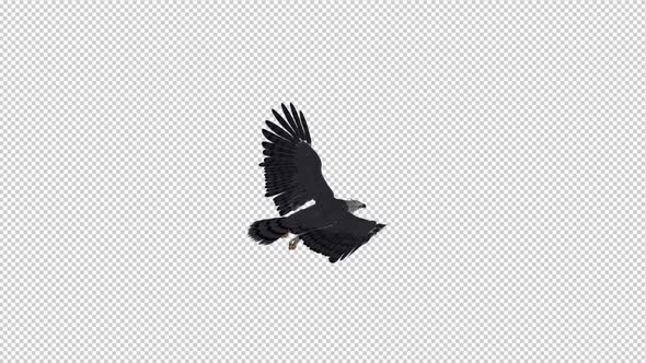 Harpy Eagle - Flying Loop - Back Angle