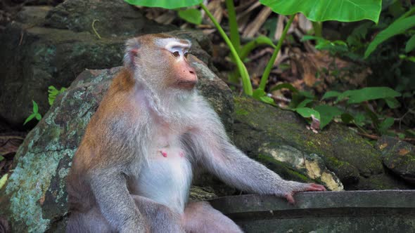 Portrait of An Adult Monkey Under a Tree in A Tropical Jungle