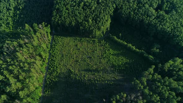 Aerial View Forest and Deforestation in Summer Drone Flying Over Green Trees alt